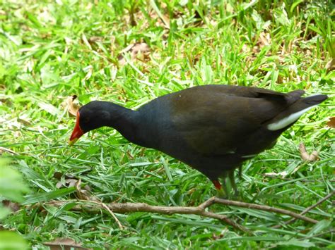 水雞|Gallinula chloropus chloropus 